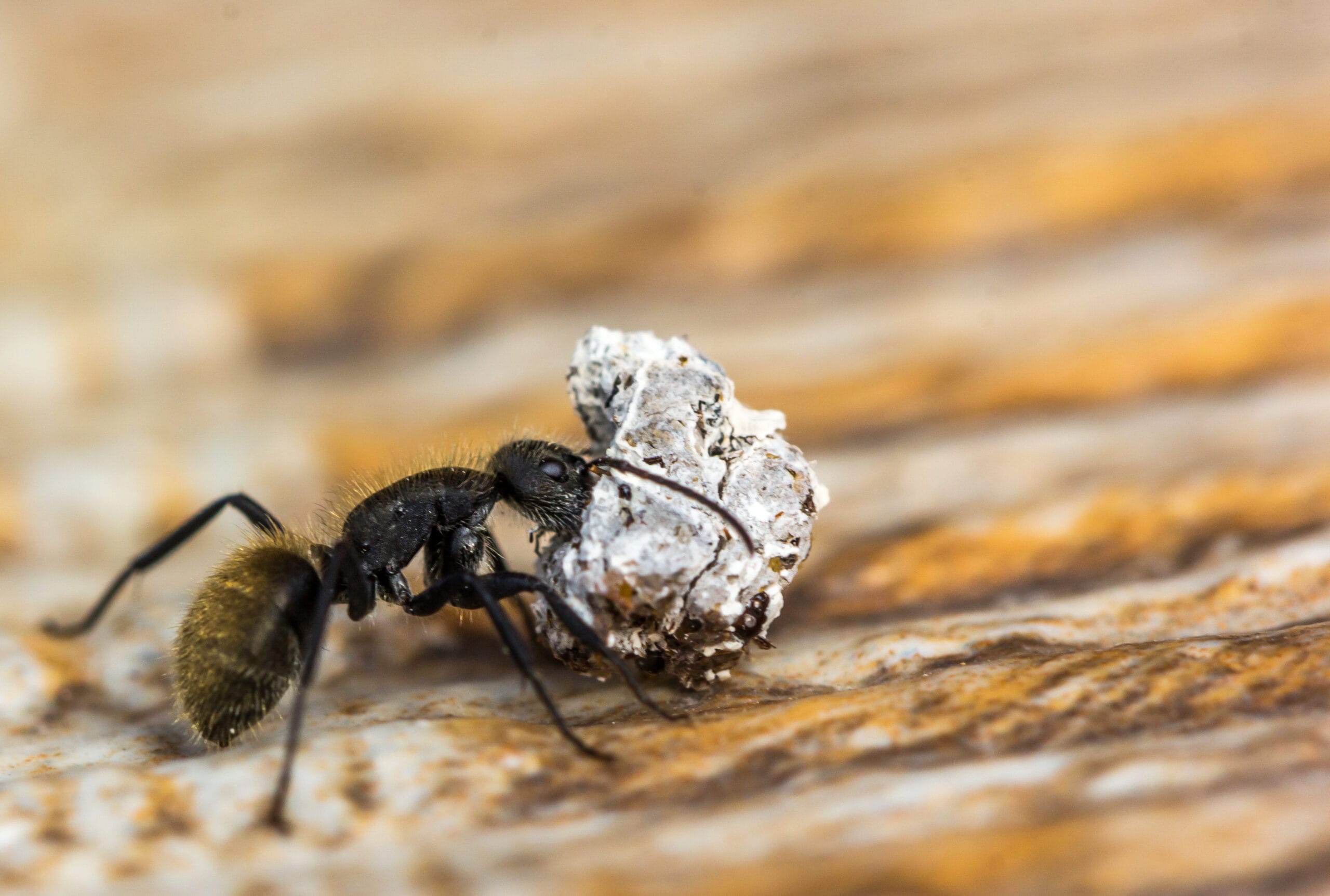 Ant Infestations: Where Ants Hide in Your Home and How to Stop Them Coming Back