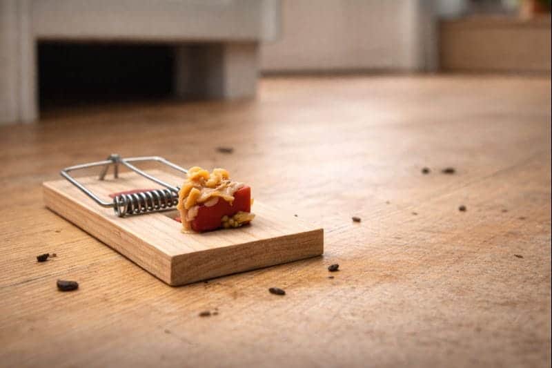 How to Catch Mice: The Most Effective Ways to Catch a Mouse in Your House