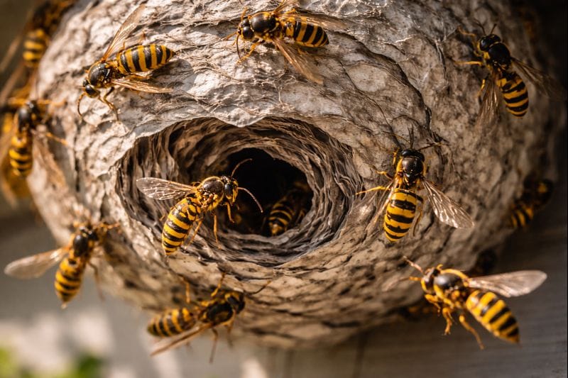How to Get Rid of a Wasp Nest Safely (Without Getting Stung)