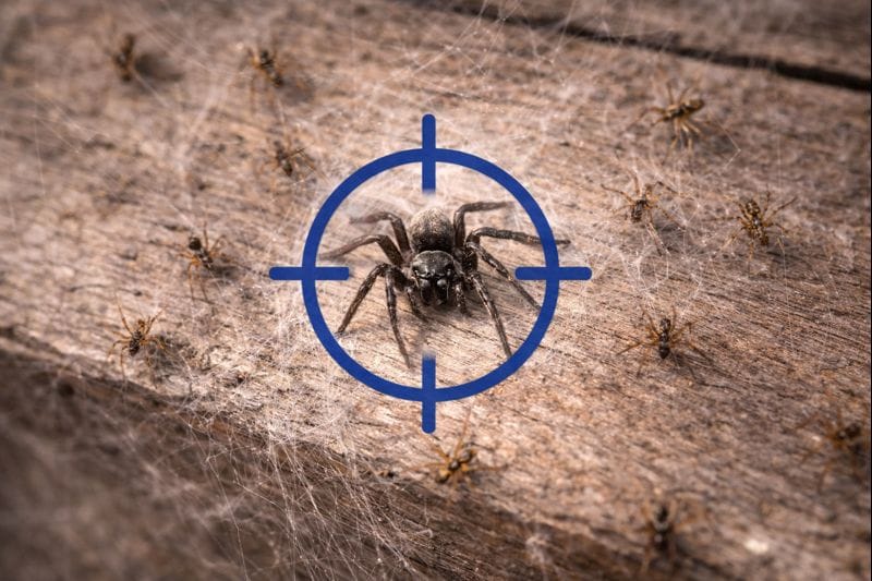 What Is the Most Dangerous Spider in Australia? Full Guide