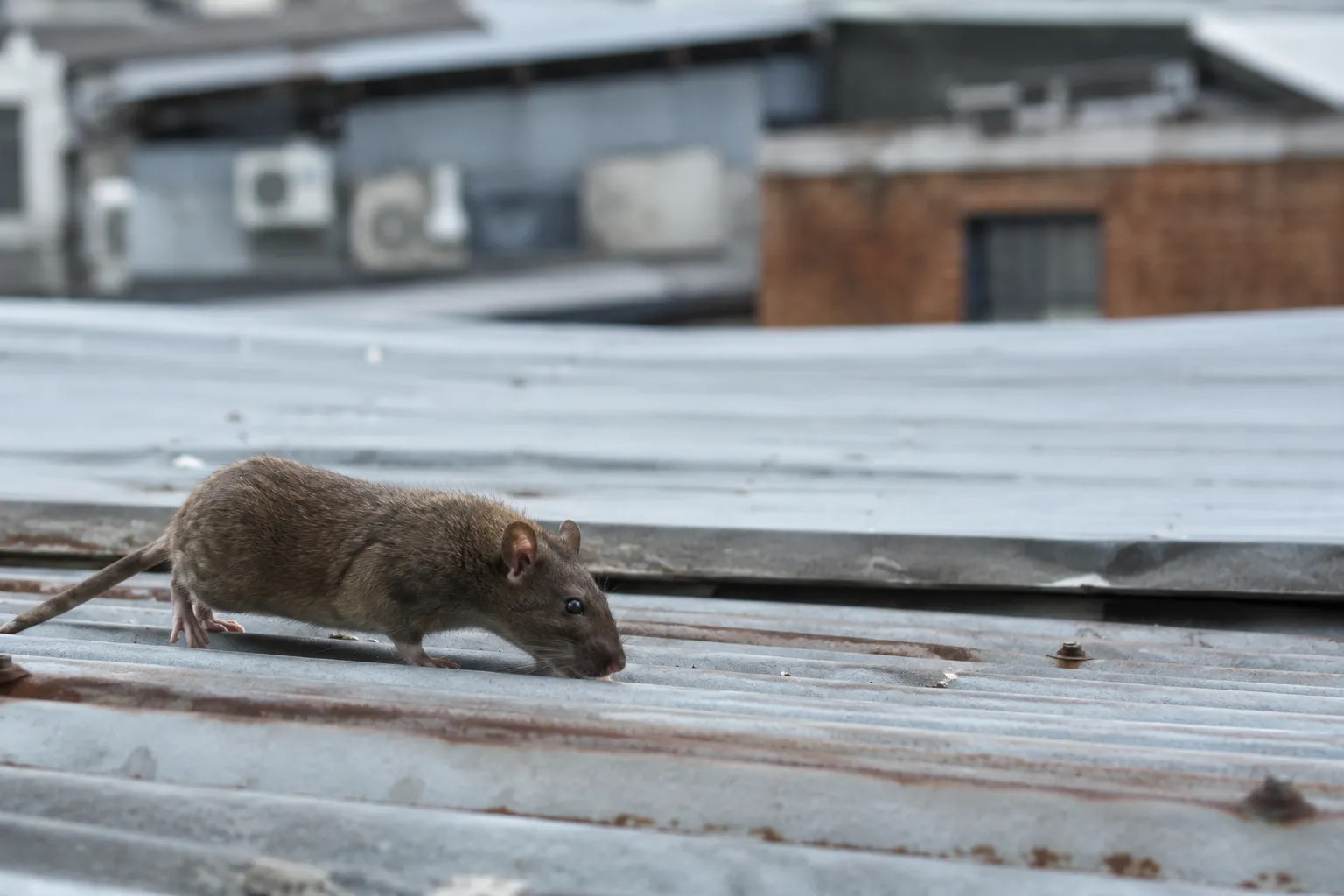 Signs You Have Roof Rats: How to Identify and Deal With a Roof Rat Infestation