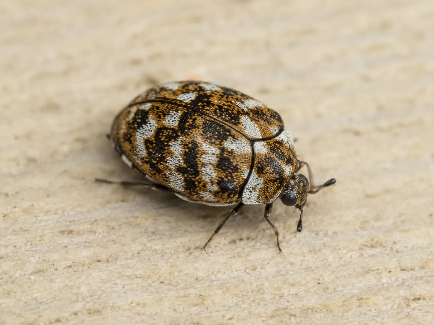 Carpet Beetles: How to Spot an Infestation and Get Rid of Them