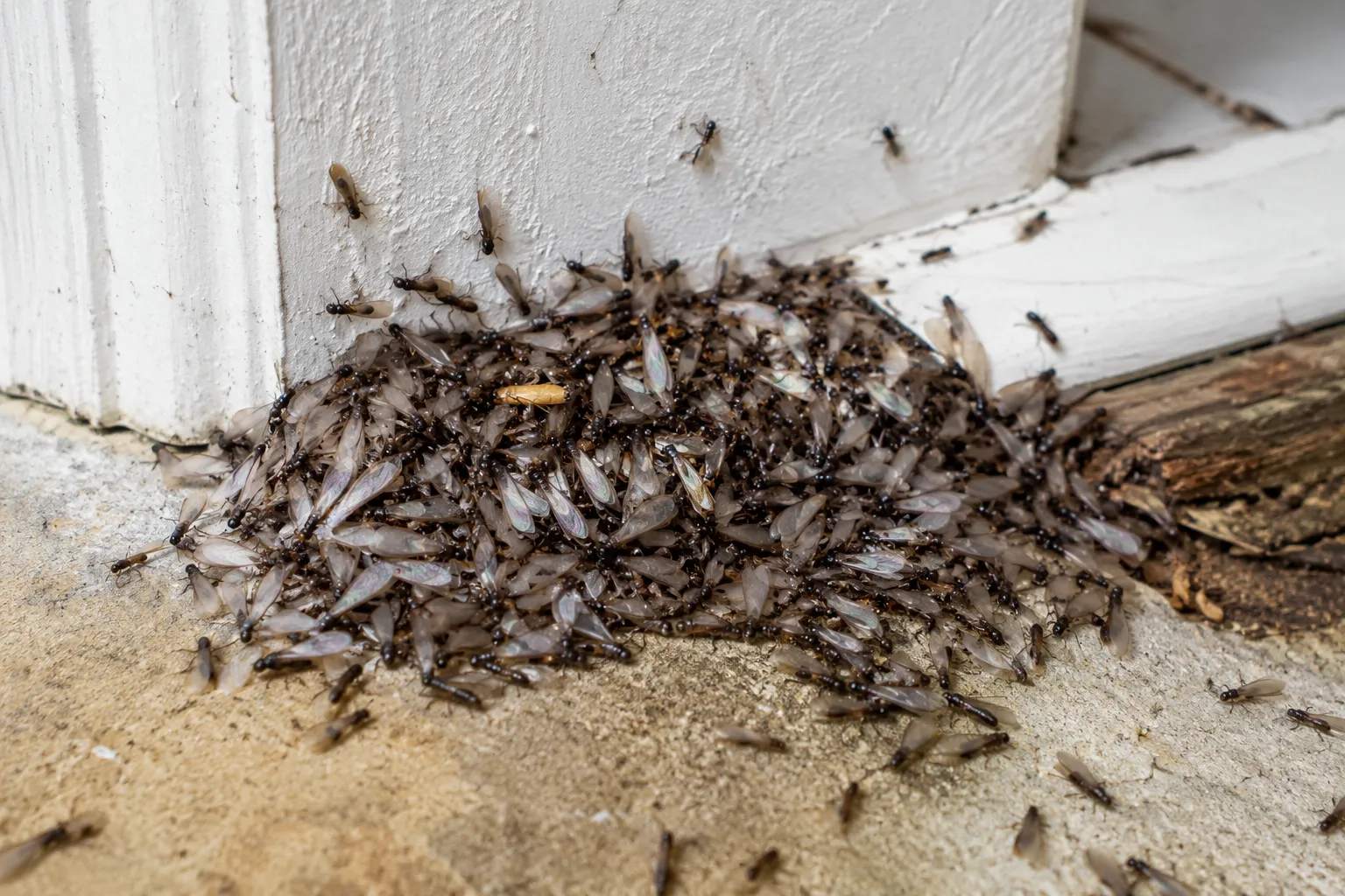 What Are Termite Swarms and What Do They Mean for Your Home?